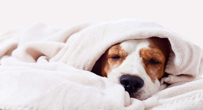 How to Choose the Right Dog Blanket
