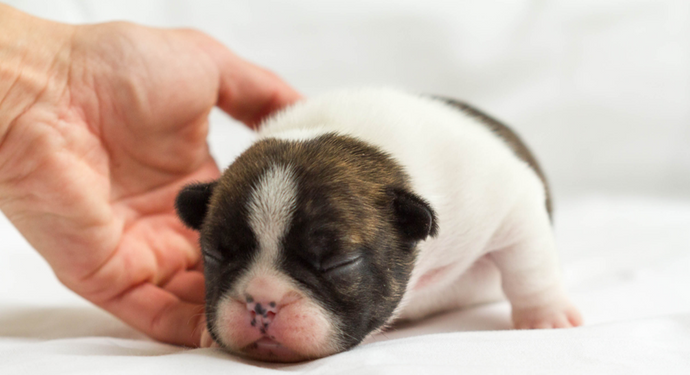 Why You Should Give Your Breeder a Blanket