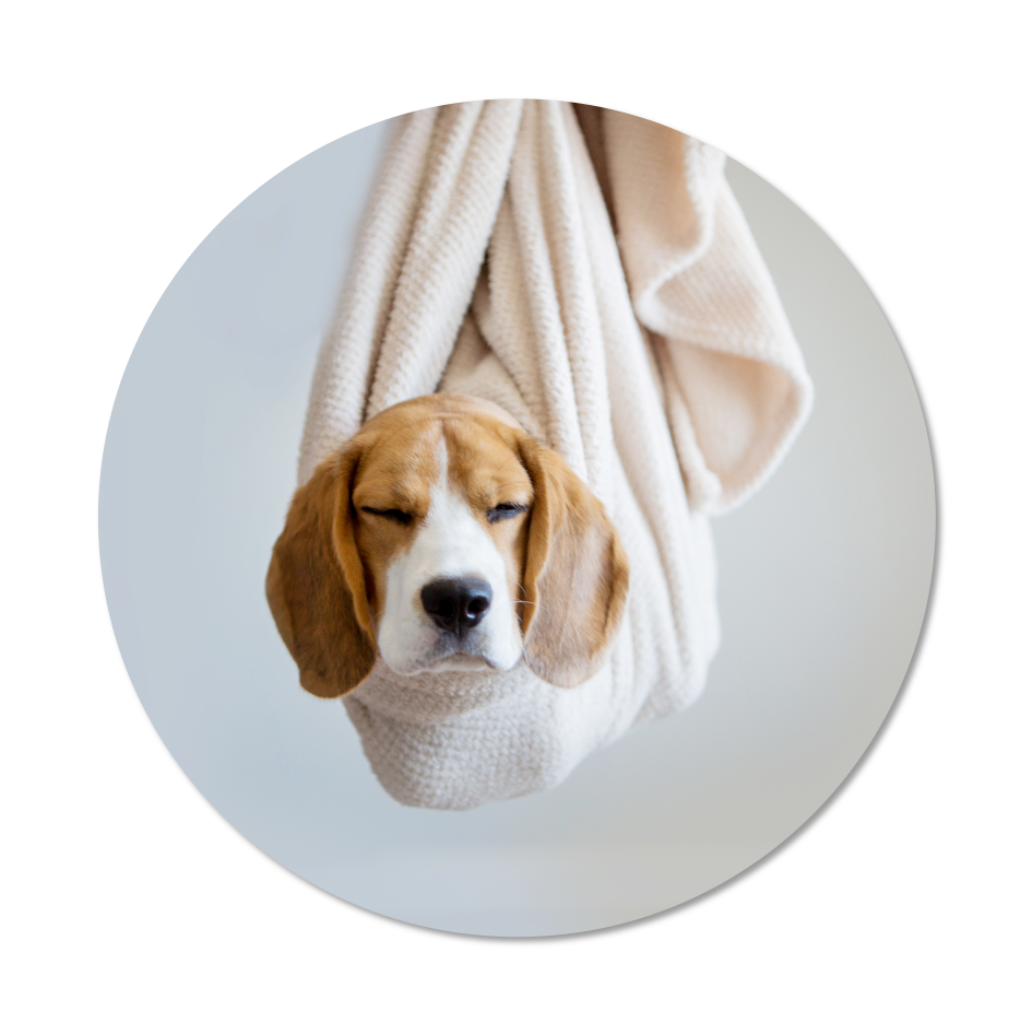 dog hanging in blanket