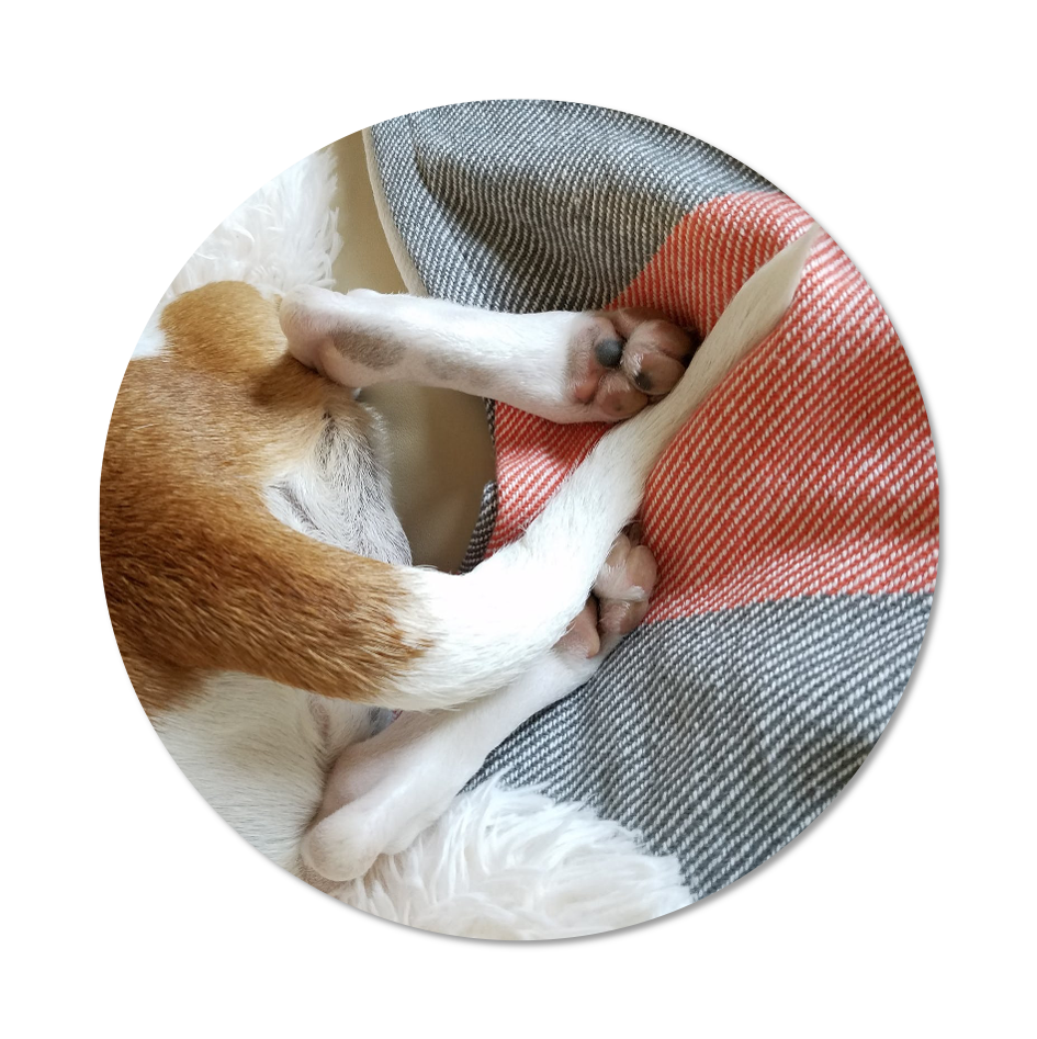 dog legs on blanket